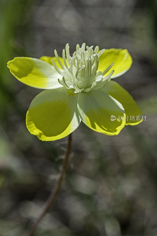 奶油菊(Platystemon california)是罂粟科开花植物中的一个单种属。Pepperwood保存;圣罗莎;加利福尼亚州索诺玛县